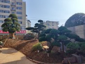 中瀚书院高档小区的雪