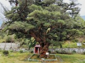 庐山脚下罗汉松